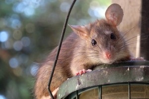 Rat Infestation, Pest Control in Dagenham, RM8, RM9, RM10. Call Now 020 8166 9746