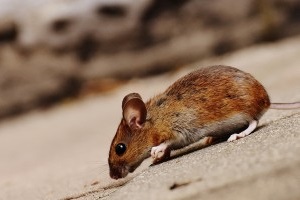 Mouse extermination, Pest Control in Dagenham, RM8, RM9, RM10. Call Now 020 8166 9746