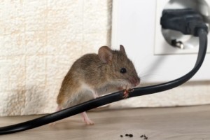 Mice Control, Pest Control in Dagenham, RM8, RM9, RM10. Call Now 020 8166 9746