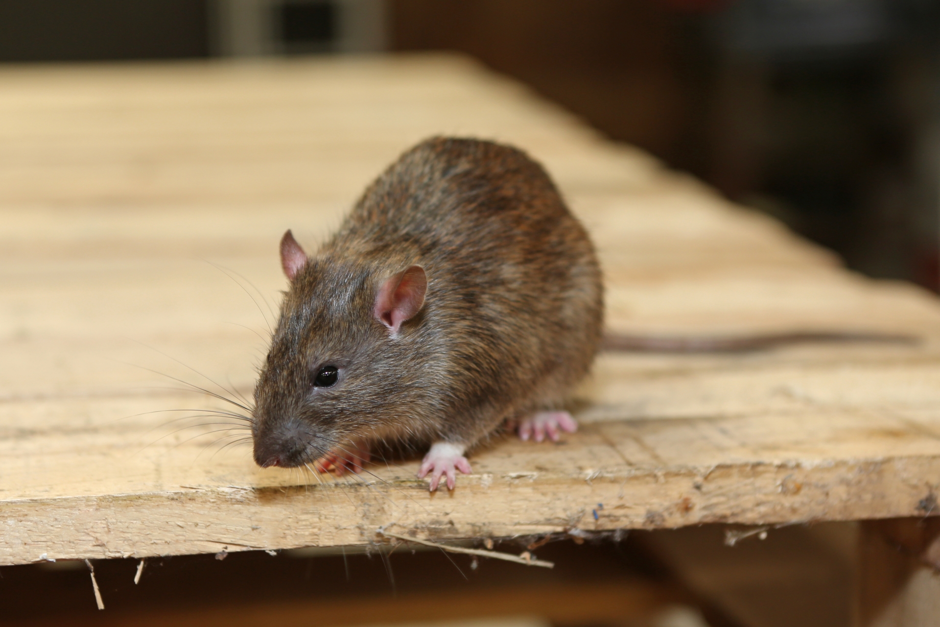 Rat extermination, Pest Control in Dagenham, RM8, RM9, RM10. Call Now 020 8166 9746